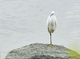 商品包裝設(shè)計(jì),深圳標(biāo)志設(shè)計(jì)公司