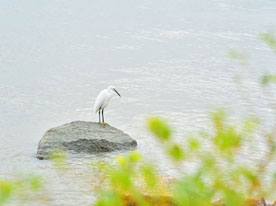 深圳標志設計, 深圳商標設計,深圳logo設計公司