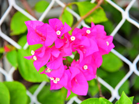 營銷策劃,深圳商標設計