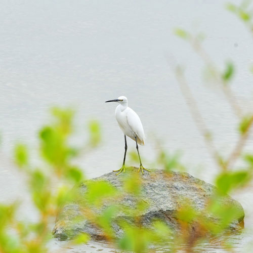 深圳廣告公司,深圳商標(biāo)設(shè)計(jì) LOGO設(shè)計(jì),深圳標(biāo)志設(shè)計(jì)公司