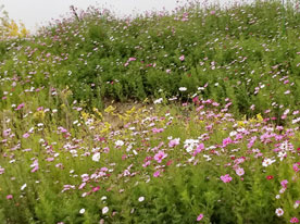 高新技術企業標志設計_低碳設計,深圳標志設計公司 深圳廣告公司,深圳商標設計