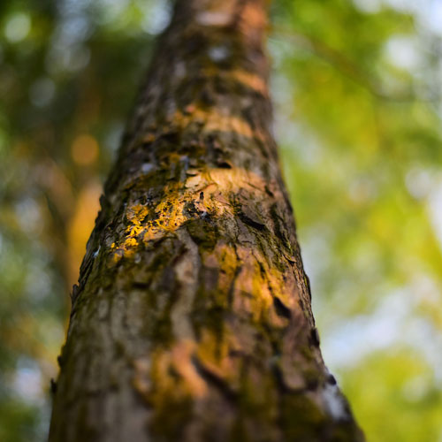 VAIO,深圳商標設(shè)計公司