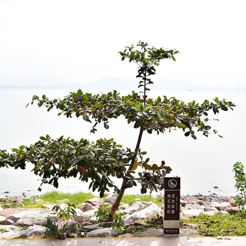 深圳平面設(shè)計公司,深圳標(biāo)志設(shè)計 設(shè)計美學(xué),深圳商標(biāo)設(shè)計公司